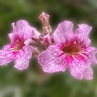 Неизвестный цветок :: Александр Деревяшкин