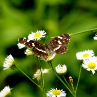 бабочки и цветы 57 :: Александр Прокудин