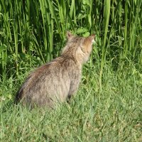 Кот в камышах :: Ася Коршик