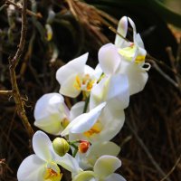 Как прекрасны орхидеи, словно сказочные феи..... :: Tatiana Markova