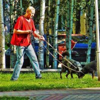 Собаковод из Нефтеюганска.! :: Владимир 