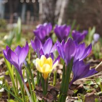 Весна пришла! :: Pippa 
