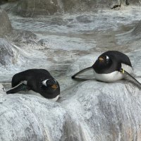 Пингвины :: <<< Наташа >>>