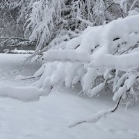 Снег в марте. :: Татьяна Ф *