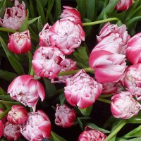Пионовидные тюльпаны :: Лидия Бусурина