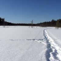 Замело все тропинки. :: Галина Полина