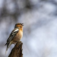 Весенние позывные. :: Владимир Савельев