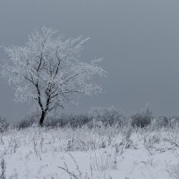 Зима. :: Андрей Андрианов
