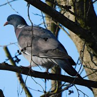 Вяхирь, дикий лесной голубь :: Лина 