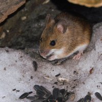 Малая лесная мышь :: Лина 