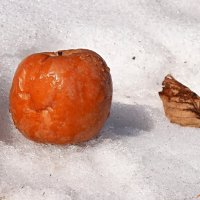 Яблоки на снегу, прошлогодние.. :: Андрей Заломленков (настоящий) 