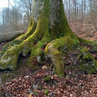 корни деревьев :: Heinz Thorns