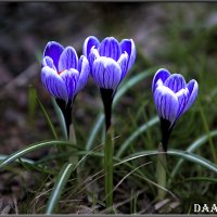 Весна. Крокусы. :: Александр Дмитриев