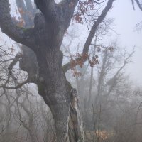 Духи леса 1 :: Сергей Яворский
