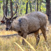 Rusa unicolor или Индийский замбар :: Георгий А