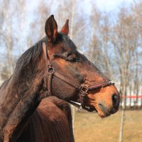 конь :: Ninell Nikitina