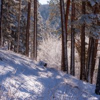Прогулка по зимнему лесу в апреле. :: Вадим Басов