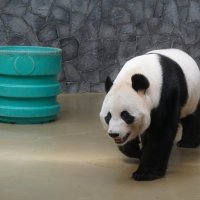Панды в зоопарке :: Ольга 