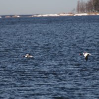 высмотрели пеганок и сняли... :: Михаил Жуковский