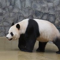 Панды в московском зоопарке ( Жуи) :: Ольга 