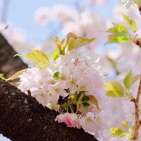 Цветок сакуры в Японии :: wea *