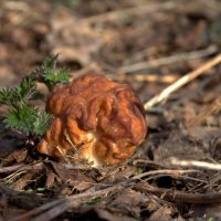 Первые весенние съедобные грибы :: Александр Мотырев