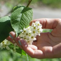 Цвет черёмух, как метель, на ветру танцует вальс... :: Татьяна Смоляниченко