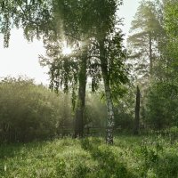 Утро в лесу :: Василий Колобзаров