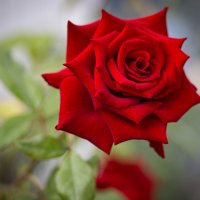 Красная роза :: Татьяна Панчешная