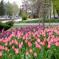 Белгородские тюльпаны !!! :: Фёдор Меркурьев