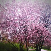 Весна в городе Донецке :: Evgenia Glazkova