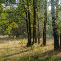 Солнечное утро в лесу. :: Сергей Татаринов