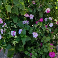 Мирабилис – ароматные цветы ночной красавицы :: Светлана Хращевская