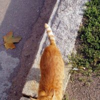 Котик в Выборге... :: vadim 