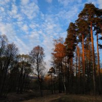 Сосны, освещенные заходящим солнцем :: Андрей Лукьянов