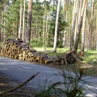 Уборка леса :: Фёдор Меркурьев
