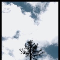 деревья растут до неба :: Jiří Valiska