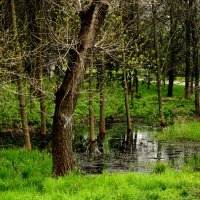 Весеннее болотце в парке. :: barsuk lesnoi