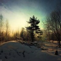 Весенний лес :: Игорь Корф