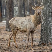 марал алтайский :: аркадий 