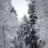 Вход в зимний лес :: Алексей Л