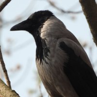 Парадный портрет вороны :: Алла Яшникова
