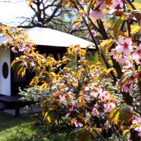 Японский сад :: Михаил Бибичков