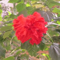 Красный цветок :: Дмитрий Никитин
