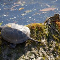 ещё один вид черепах :: Сеня Белгородский