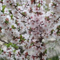 Цвет войлочной вишни :: Зоя Мишина