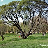 Старая ива в парке :: Liudmila LLF