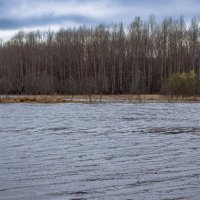 Small forest river Bolshoy Puchkas on a cloudy spring day :: Sergey Sonvar