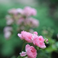 Розовые розы :: Екатерина Ярославцева