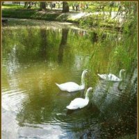 Белые лебеди на пруду :: Валентина (Panitina) Фролова